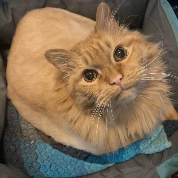 Meet your Posher, Jessica - Picture 1 of 3